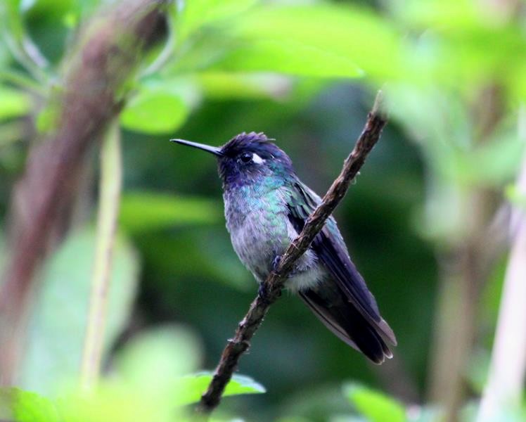 Violet-headed Hummingbird - ML82067341