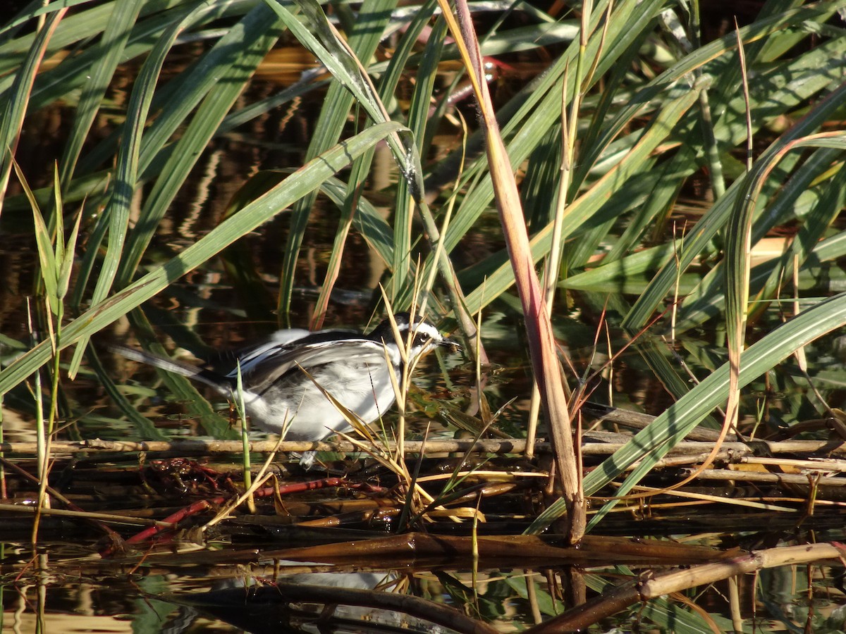 African Pied Wagtail - ML82068211