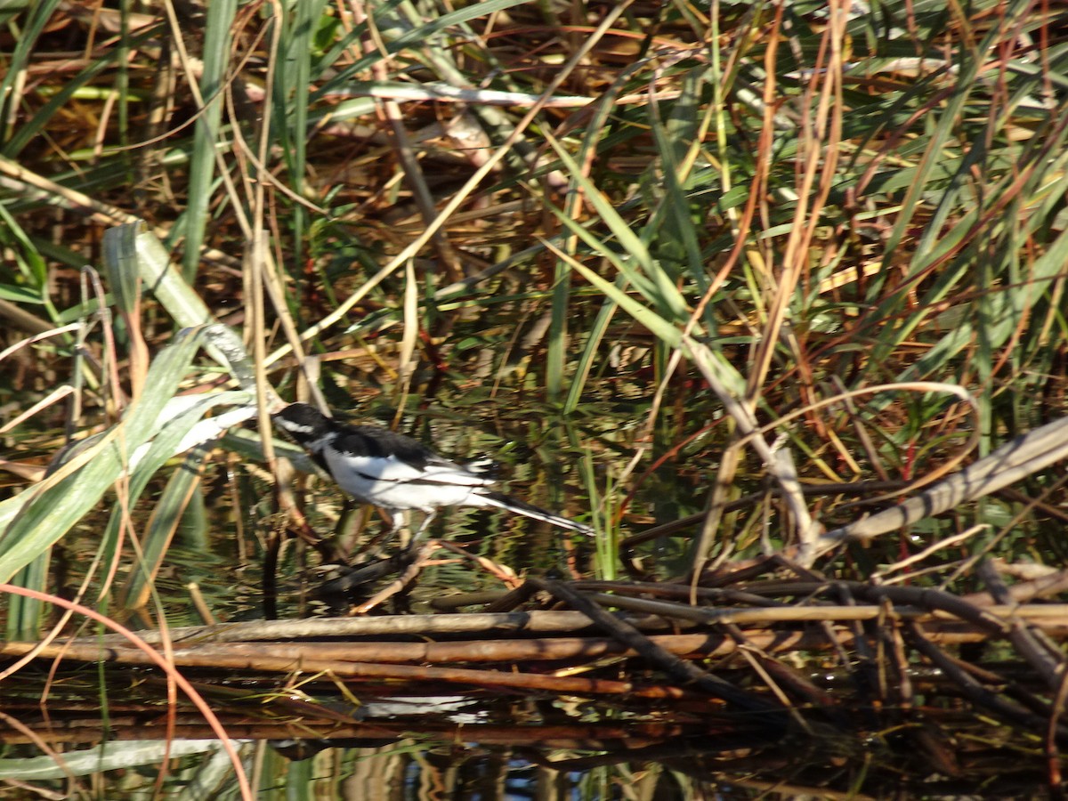 African Pied Wagtail - ML82068231
