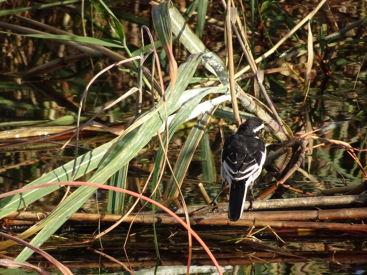 African Pied Wagtail - ML82068241