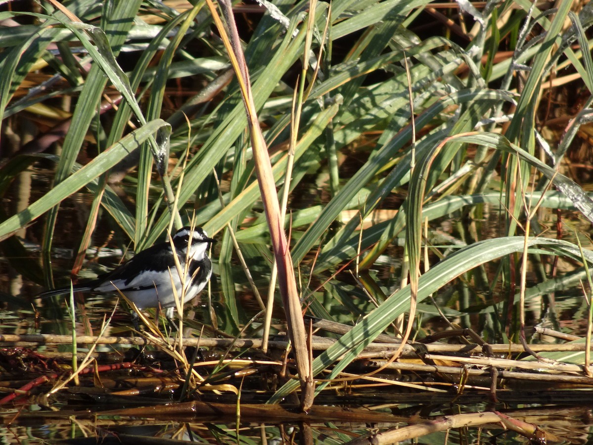 African Pied Wagtail - ML82068251