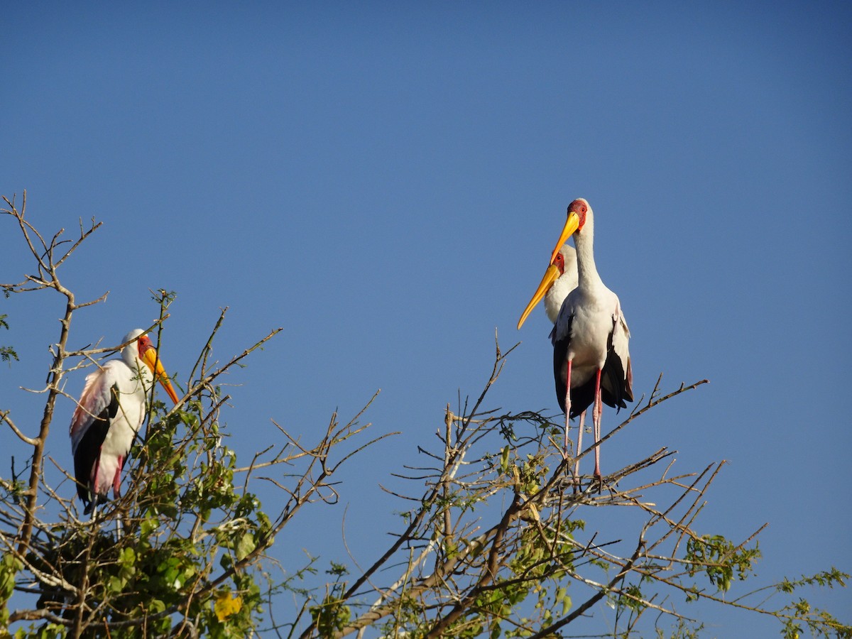 Yellow-billed Stork - T I