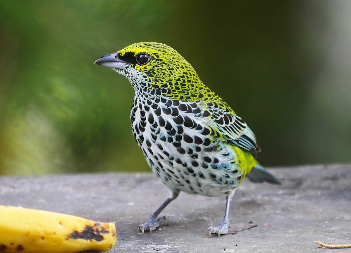 Speckled Tanager - ML82072291