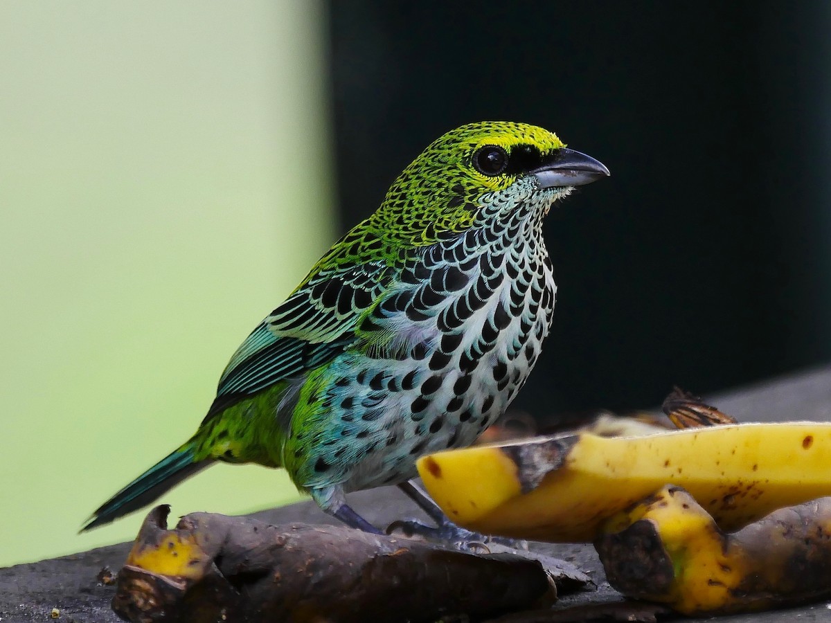 Speckled Tanager - ML82072321
