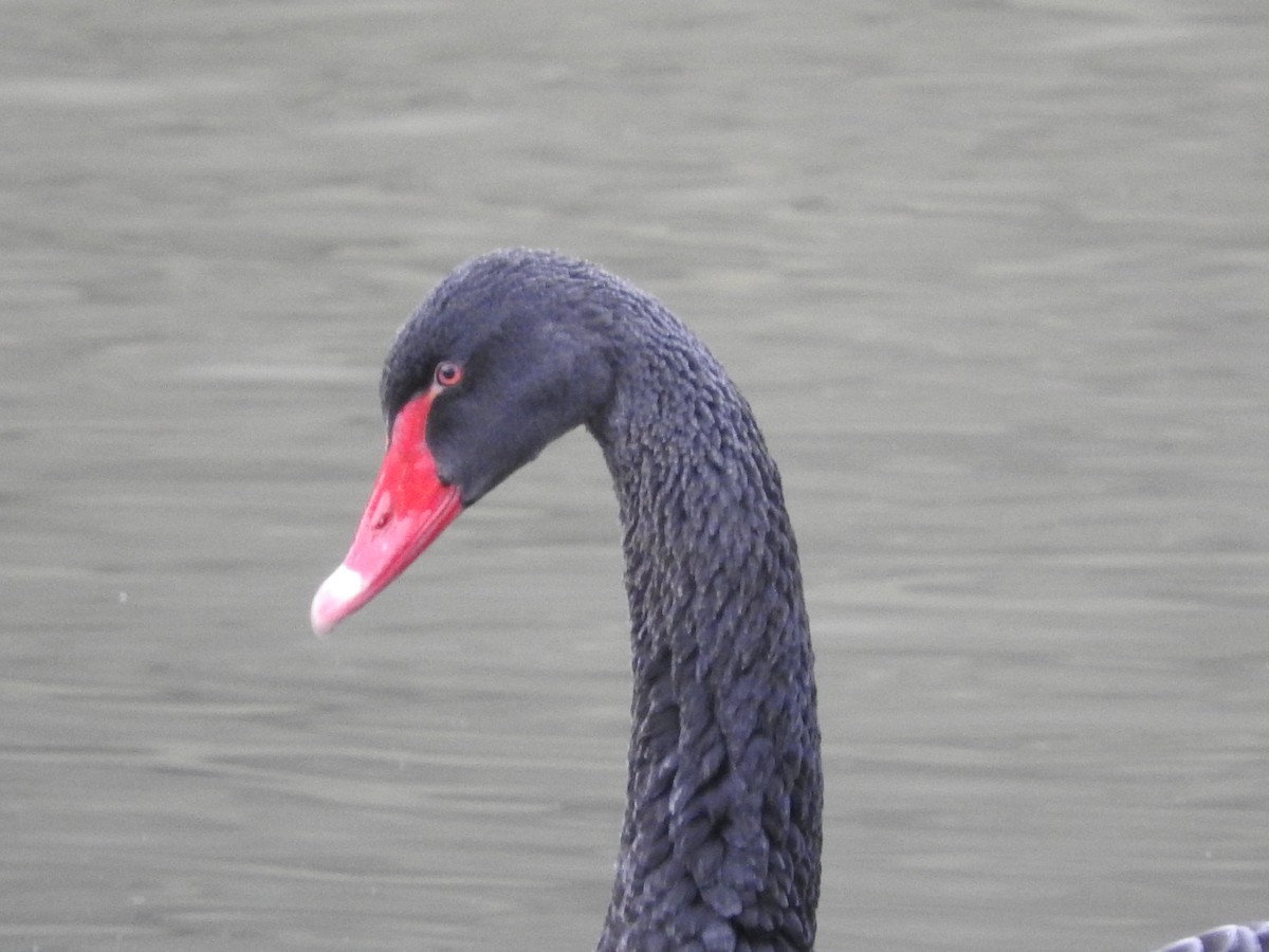 Black Swan - ML82077911