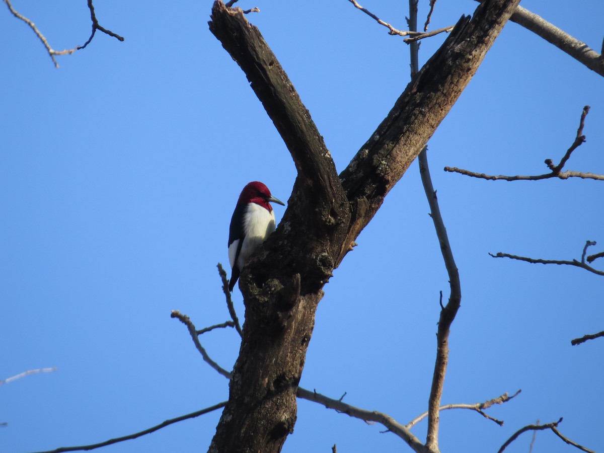 Red-headed Woodpecker - Richard Korpi