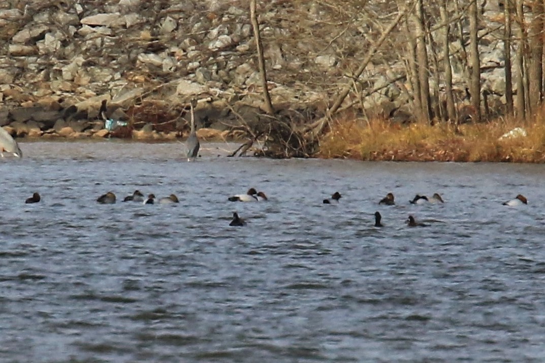 Greater/Lesser Scaup - ML82079601