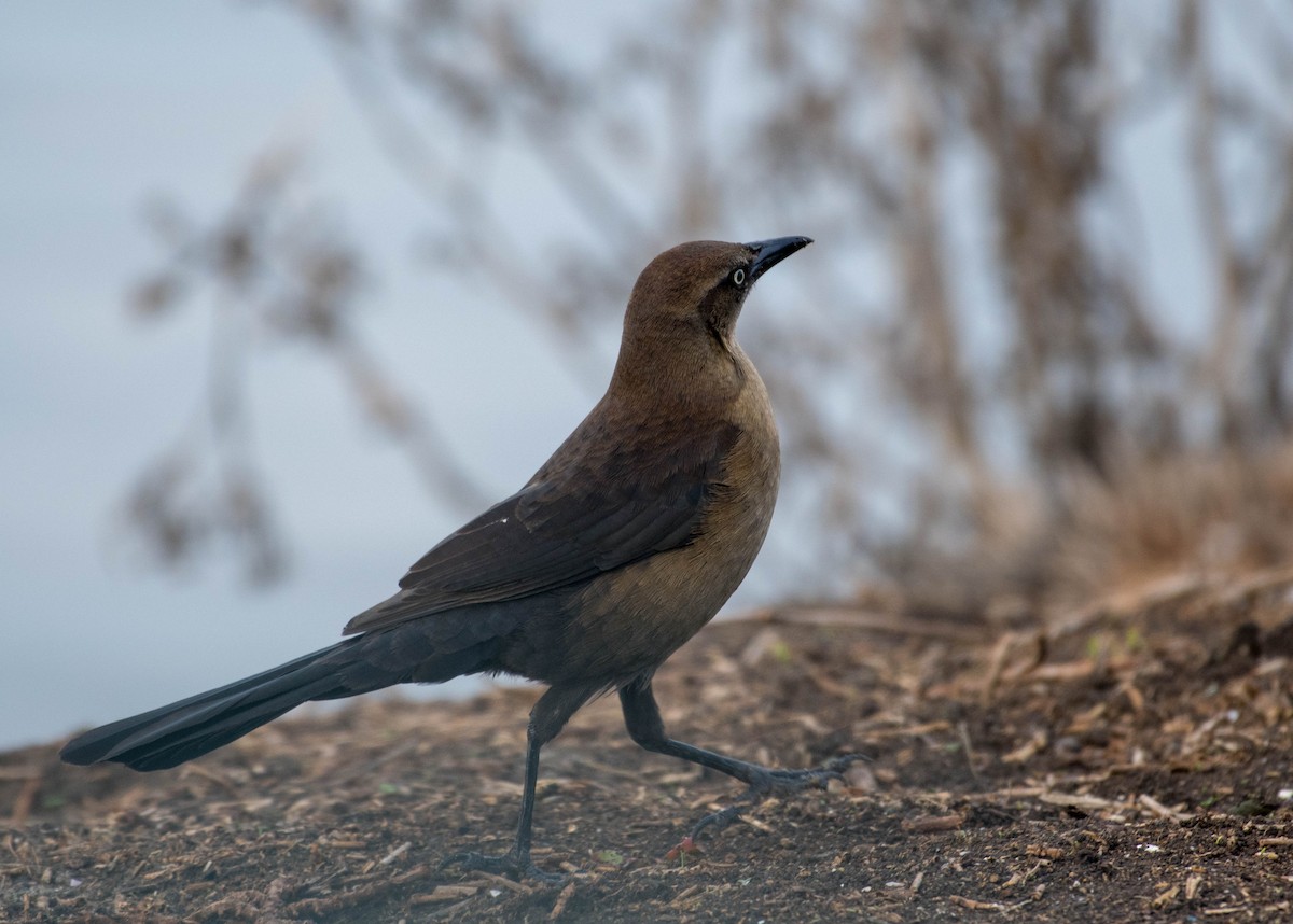 Great-tailed Grackle - ML82080991