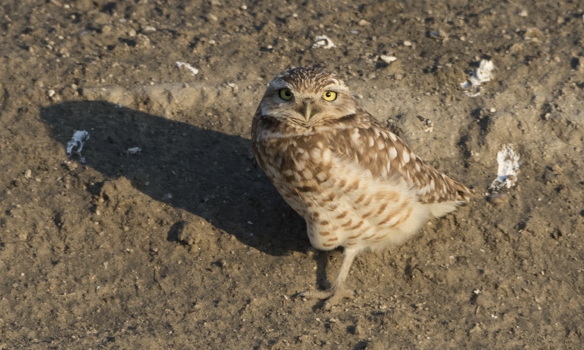 Burrowing Owl - Brian Sullivan