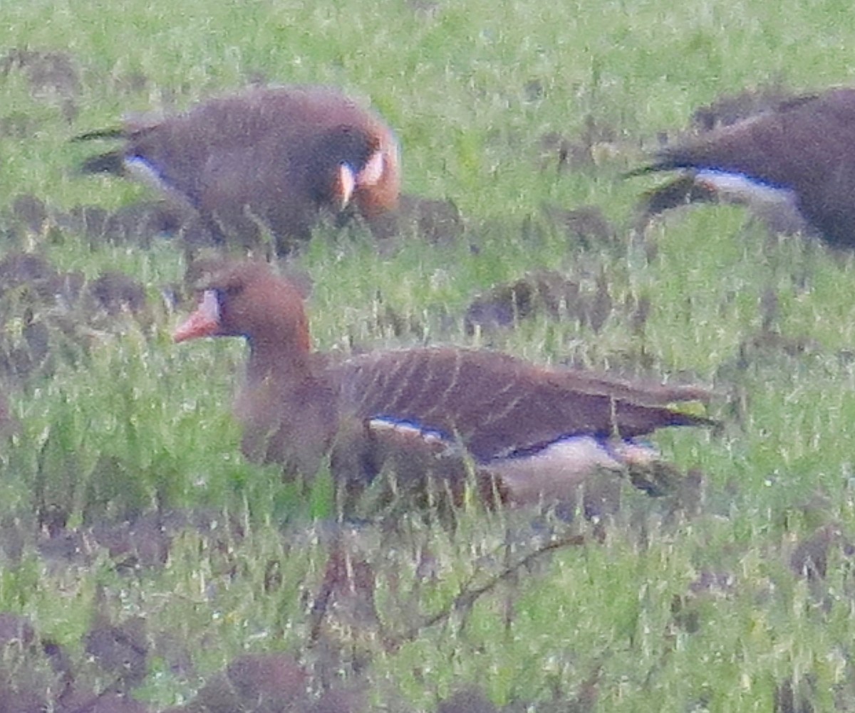 Greater White-fronted Goose - ML82082371