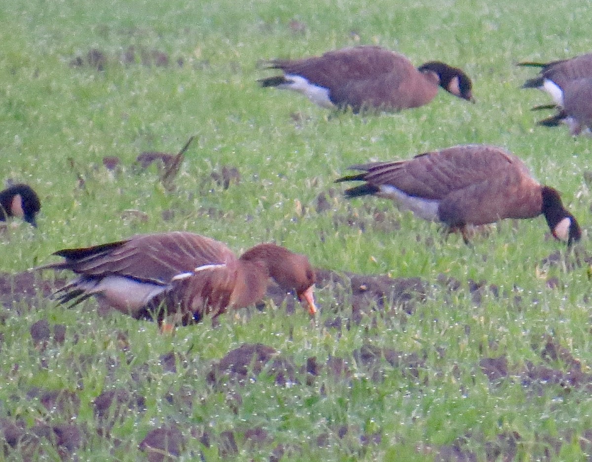 Greater White-fronted Goose - Don Glasco