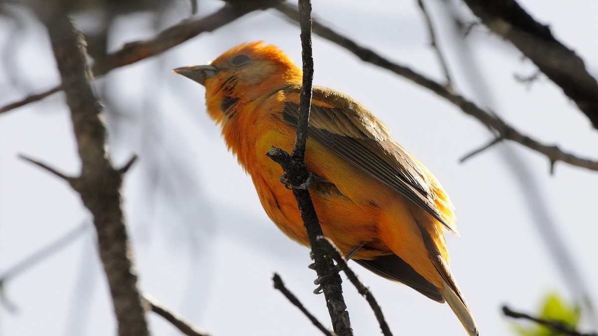 Western x Flame-colored Tanager (hybrid) - ML82085551