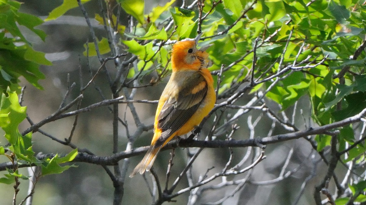 Western x Flame-colored Tanager (hybrid) - ML82085571