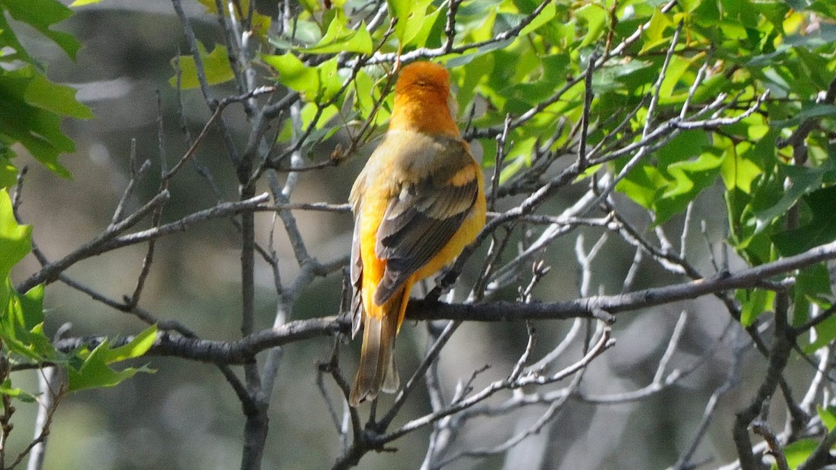 Western x Flame-colored Tanager (hybrid) - ML82085601