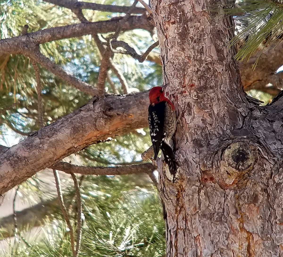Red-breasted Sapsucker - ML82089241