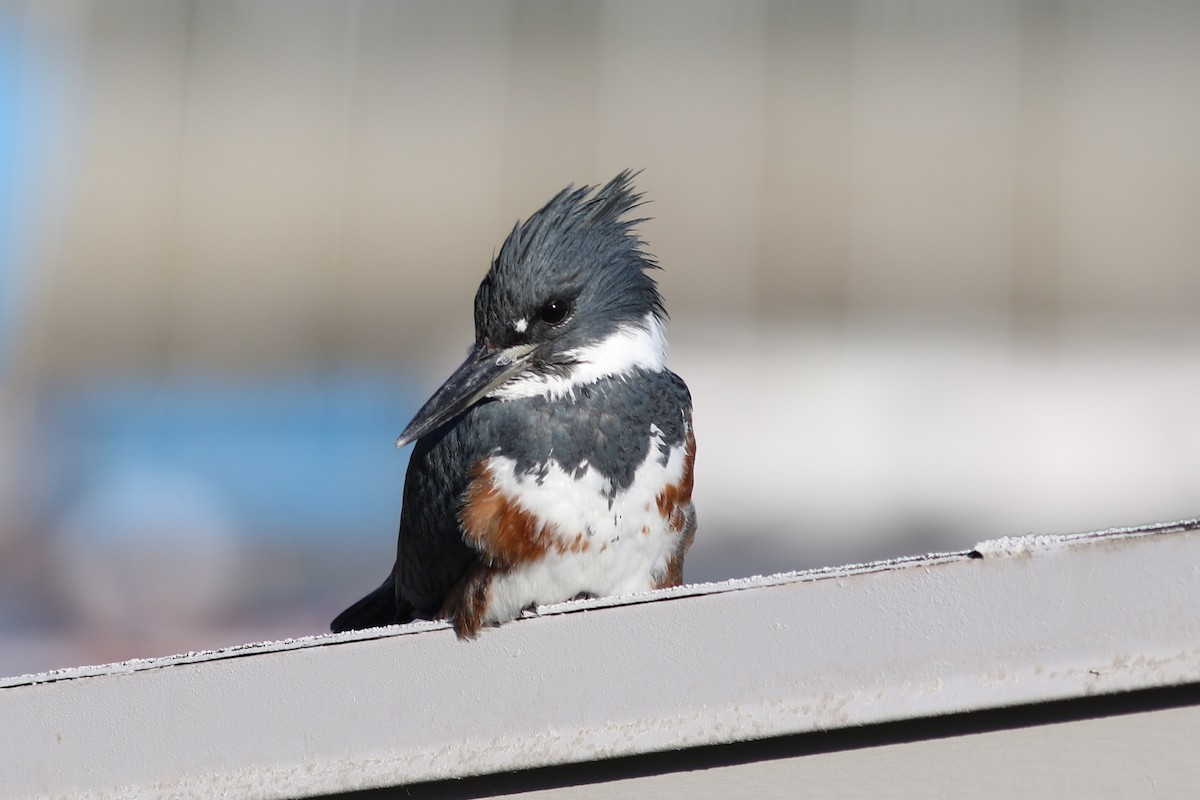 Belted Kingfisher - ML82091771