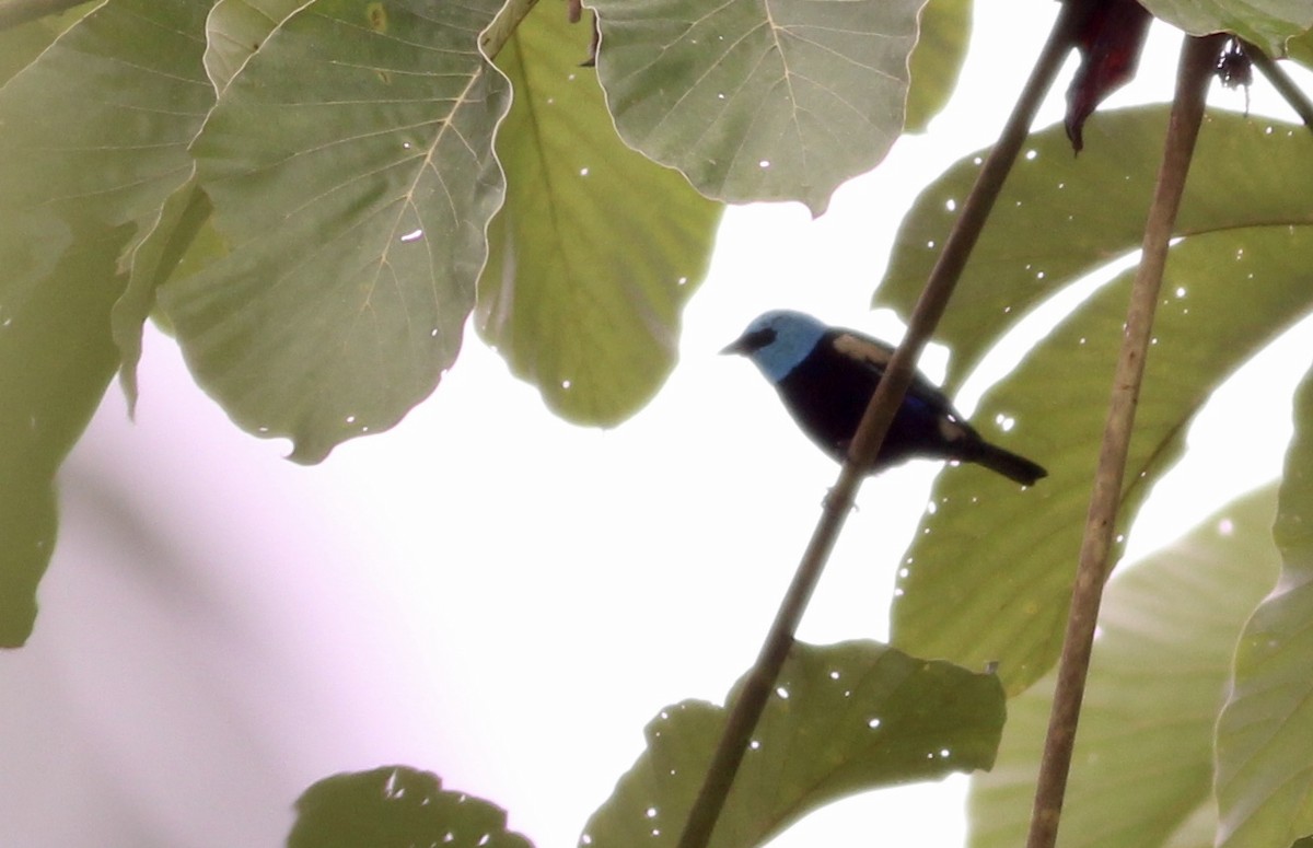 Blue-necked Tanager - ML82092451