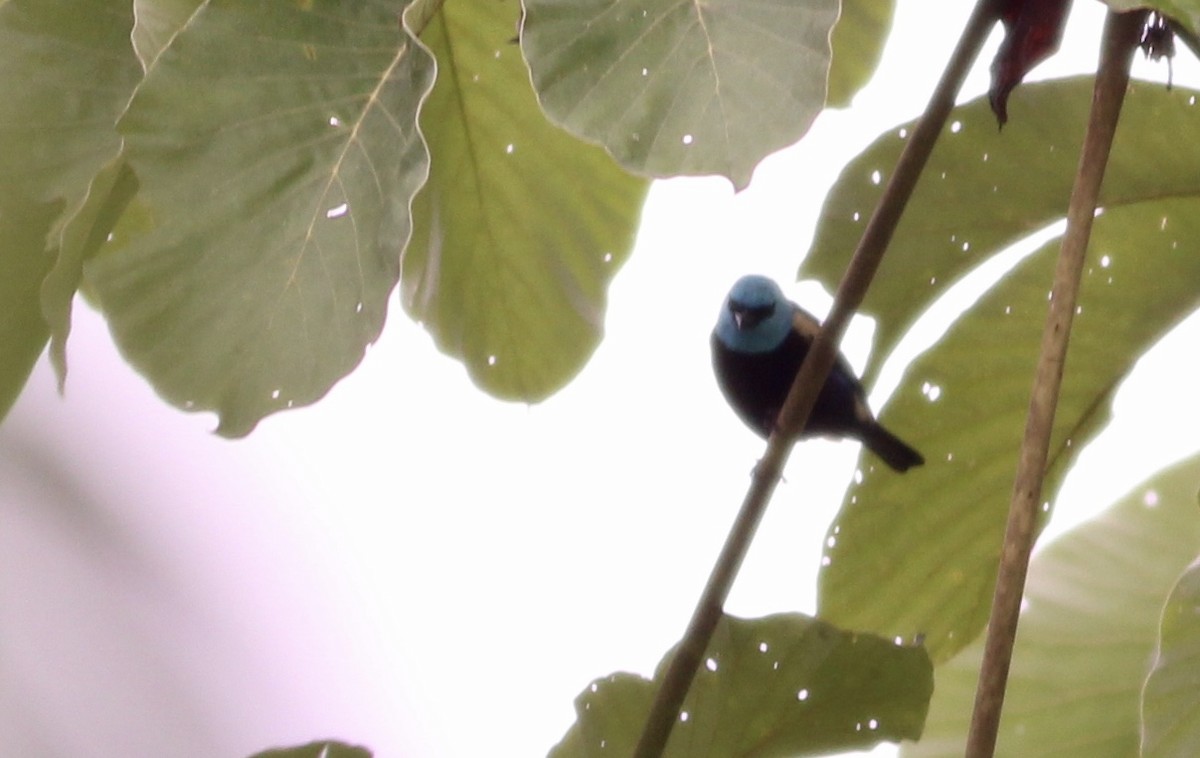 Blue-necked Tanager - ML82092461