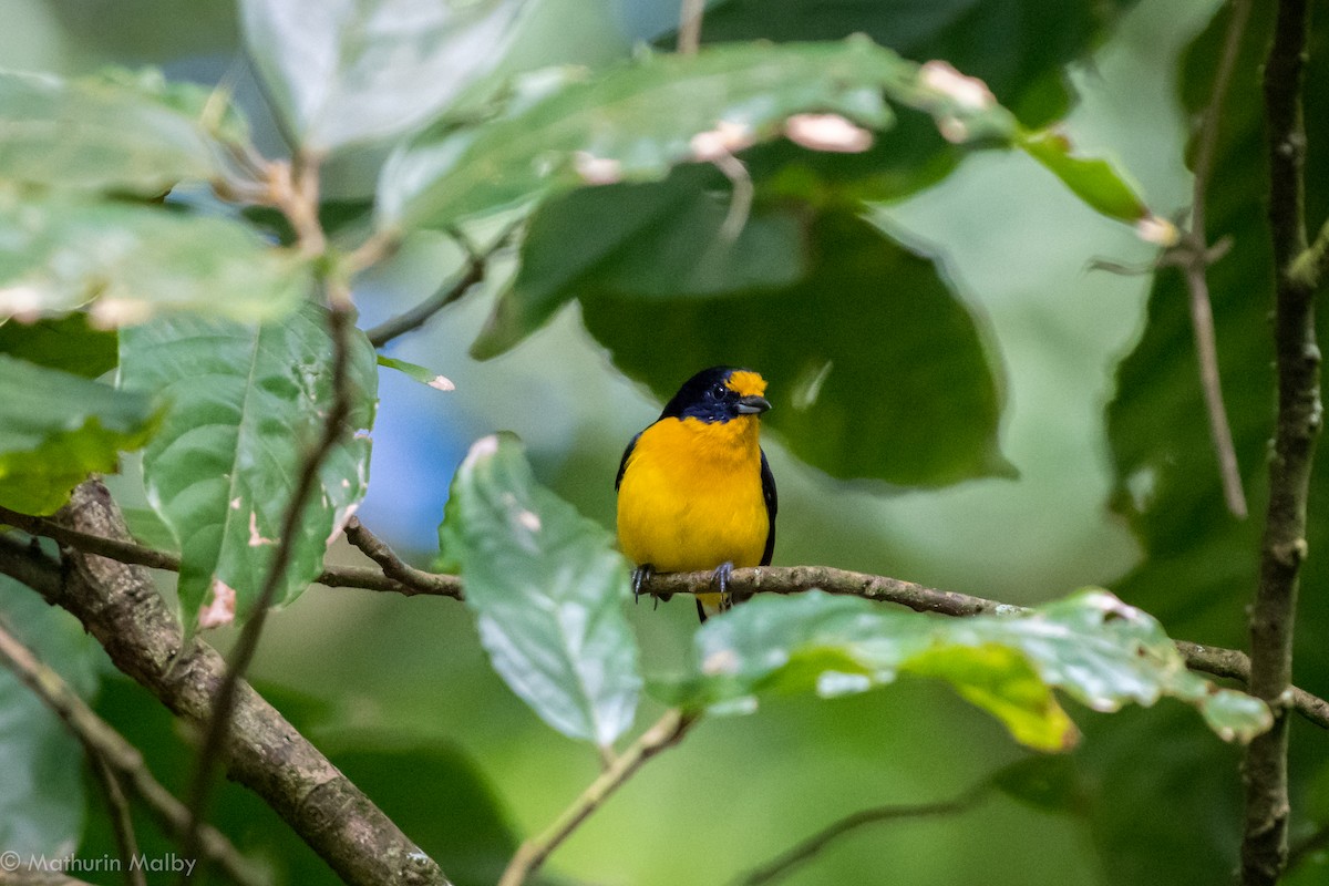 Violaceous Euphonia - Mathurin Malby