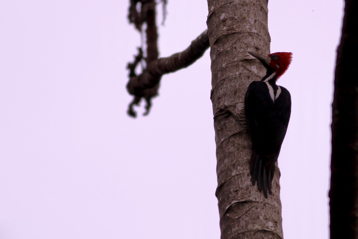 Crimson-crested Woodpecker - Alex Wiebe