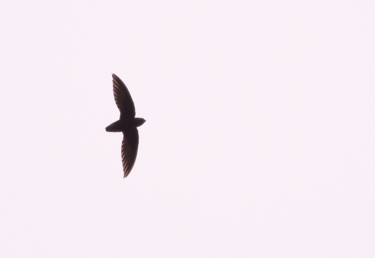Short-tailed Swift - ML82095811