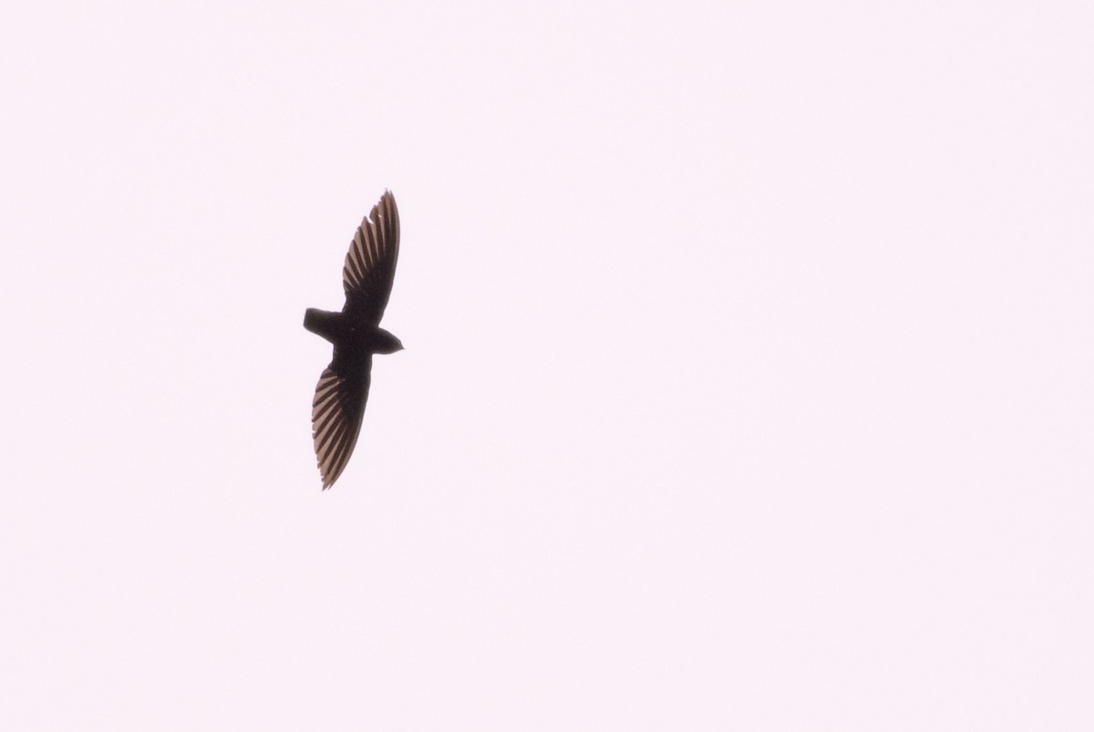 Short-tailed Swift - ML82095951