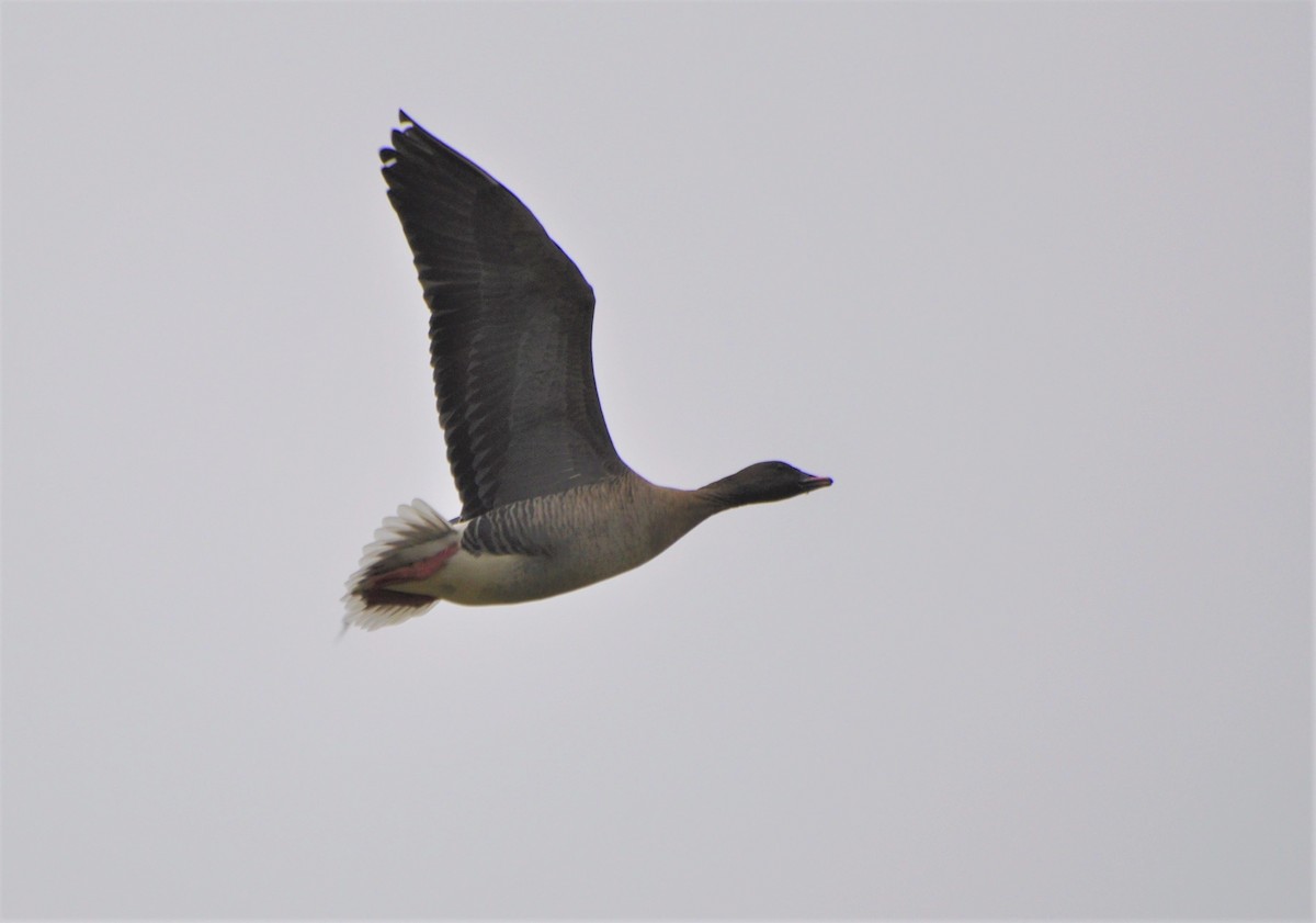 Pink-footed Goose - ML82096171