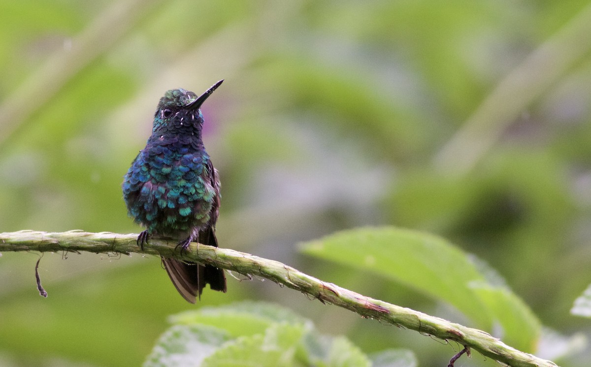 kolibřík modroocasý - ML82098391