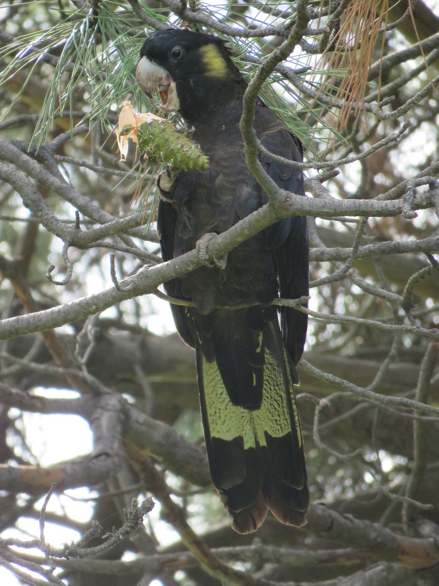 Yellow-tailed Black-Cockatoo - Alan Coates