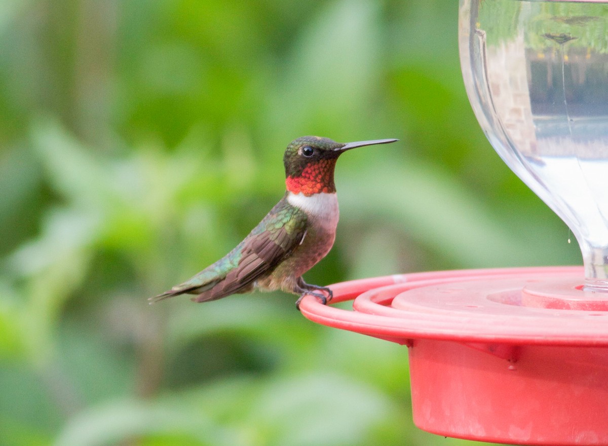 Ruby-throated Hummingbird - ML82100781