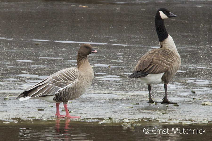 Pink-footed Goose - ML82105031