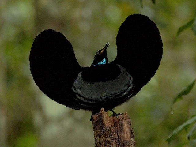 Victoria's Riflebird (Ptiloris victoriae) - Wet Tropics endemic bird, Queensland Australia