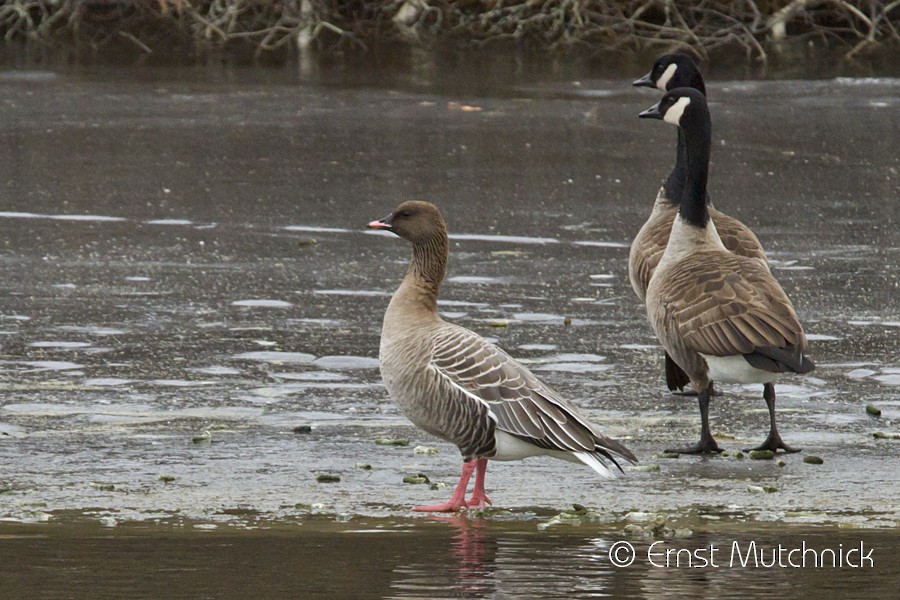 Pink-footed Goose - ML82105131