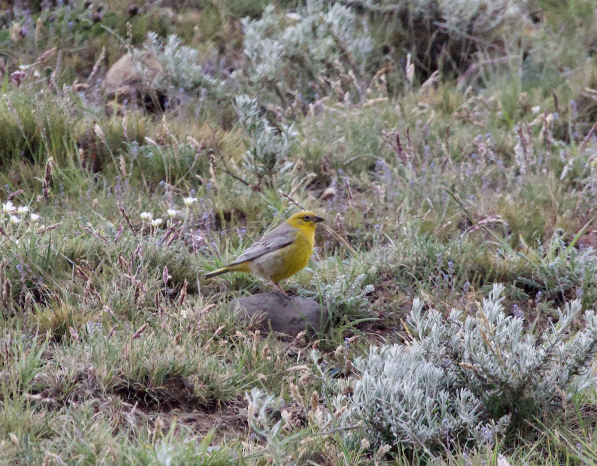 Greater Yellow-Finch - ML82106501
