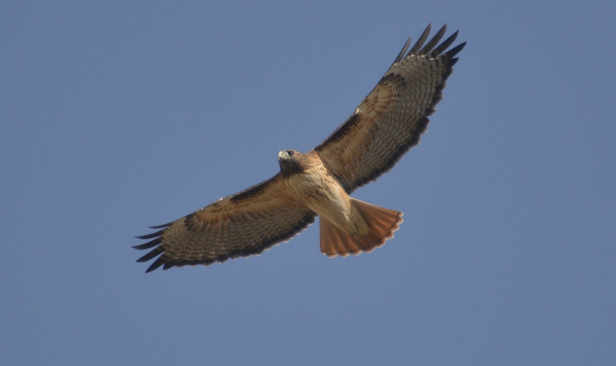 Red-tailed Hawk - Hal Robins