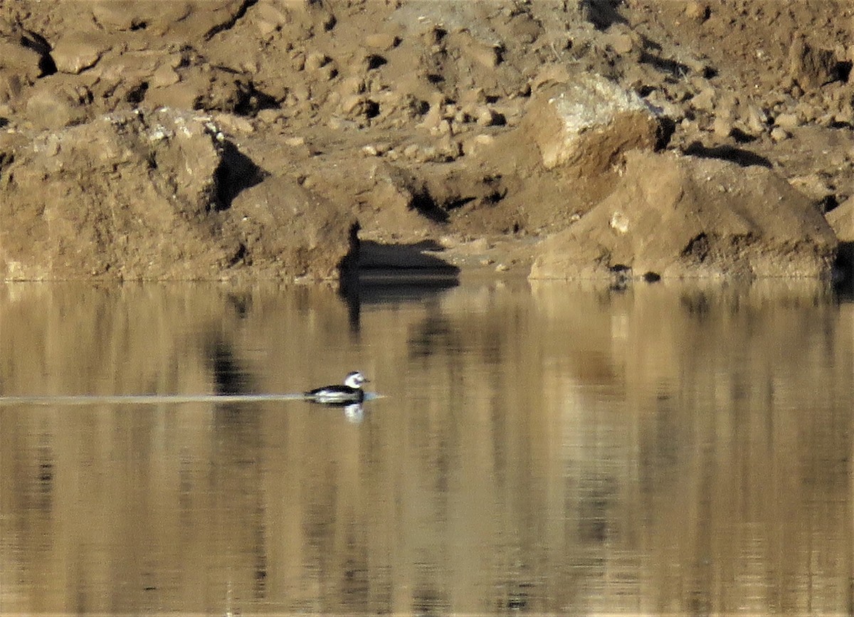 Long-tailed Duck - ML82109761