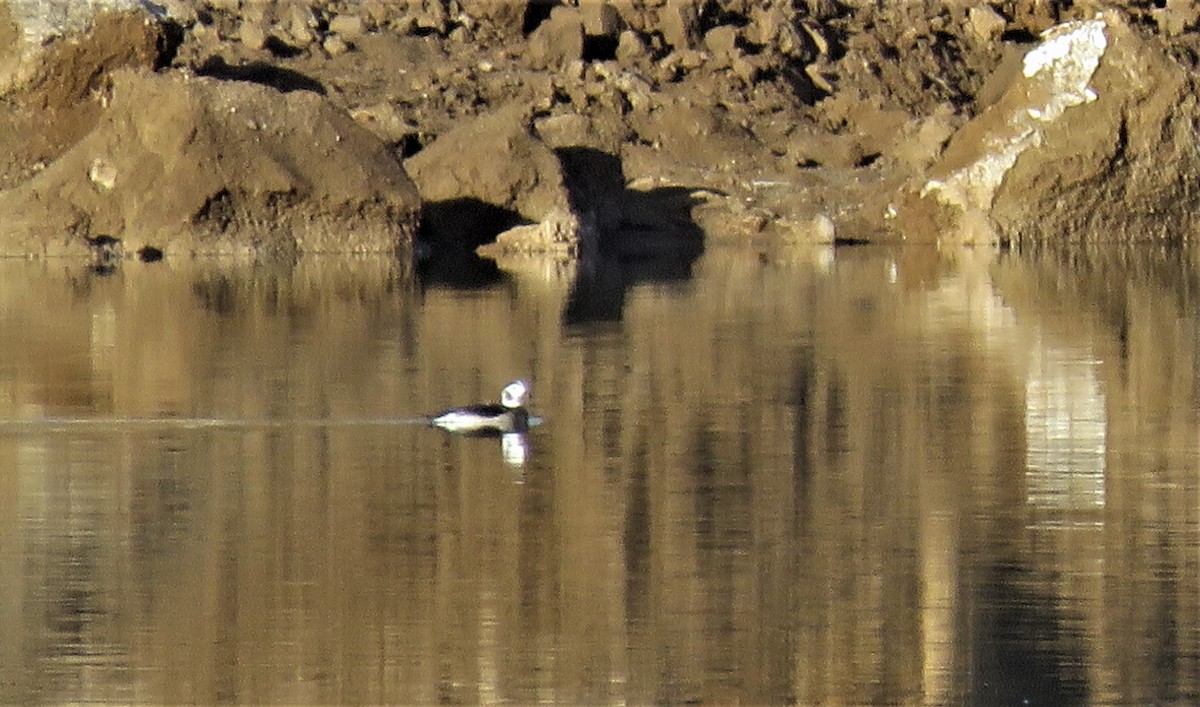 Long-tailed Duck - Robin Wolcott