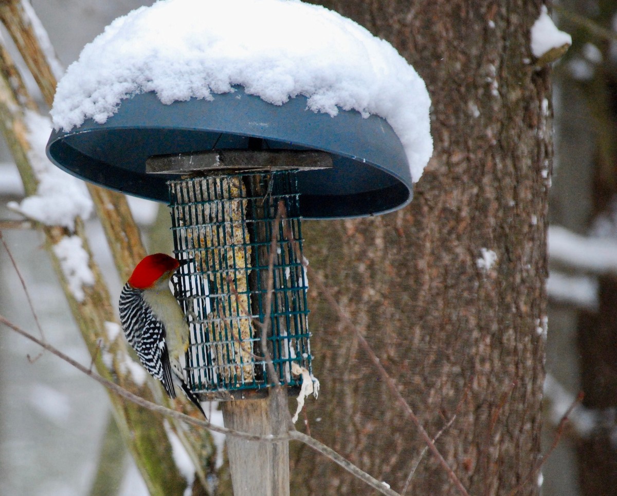 Red-bellied Woodpecker - Beth Miller