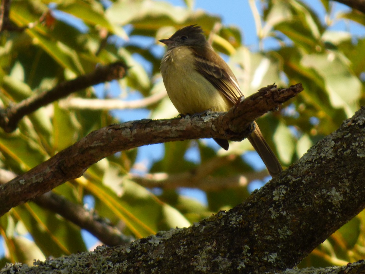 Yellow-bellied Elaenia - Axel Chiquin