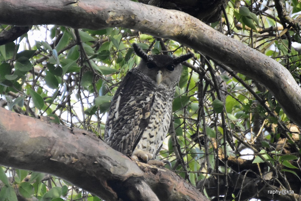 Spot-bellied Eagle-Owl - ML82111501