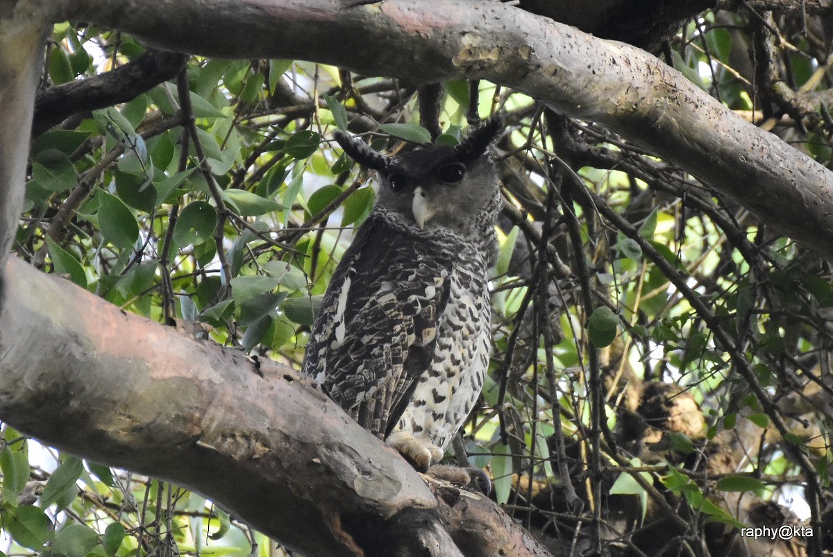 Spot-bellied Eagle-Owl - ML82111611
