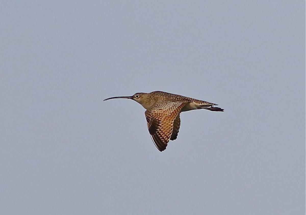 Long-billed Curlew - ML82113761