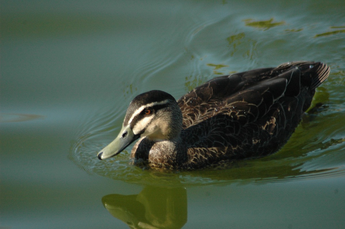 Pacific Black Duck - Lary Brown