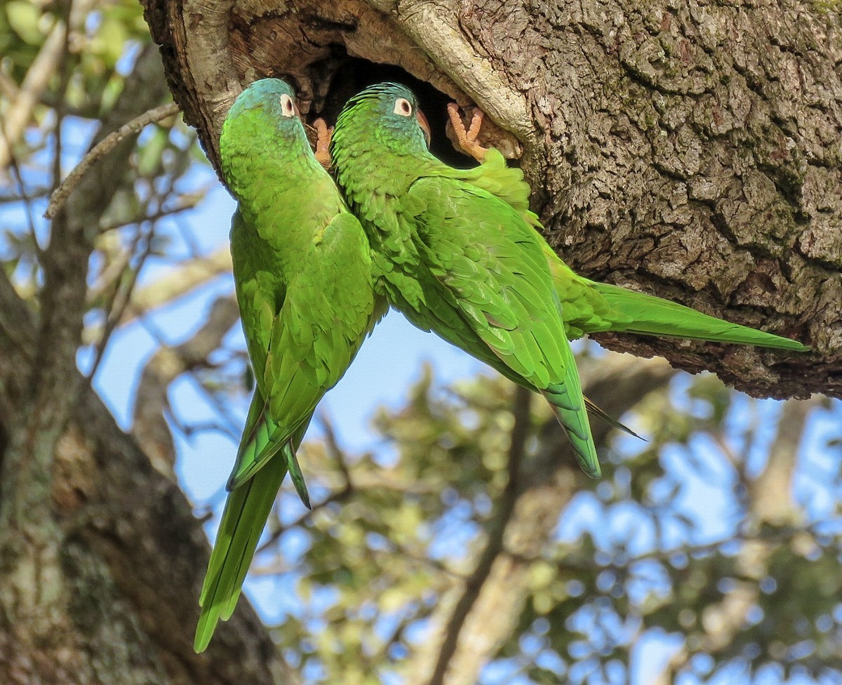 Blue-crowned Parakeet - Sam Krah