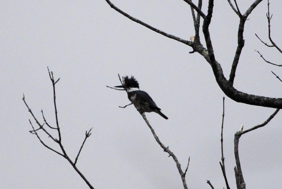 Belted Kingfisher - Annette Pasek