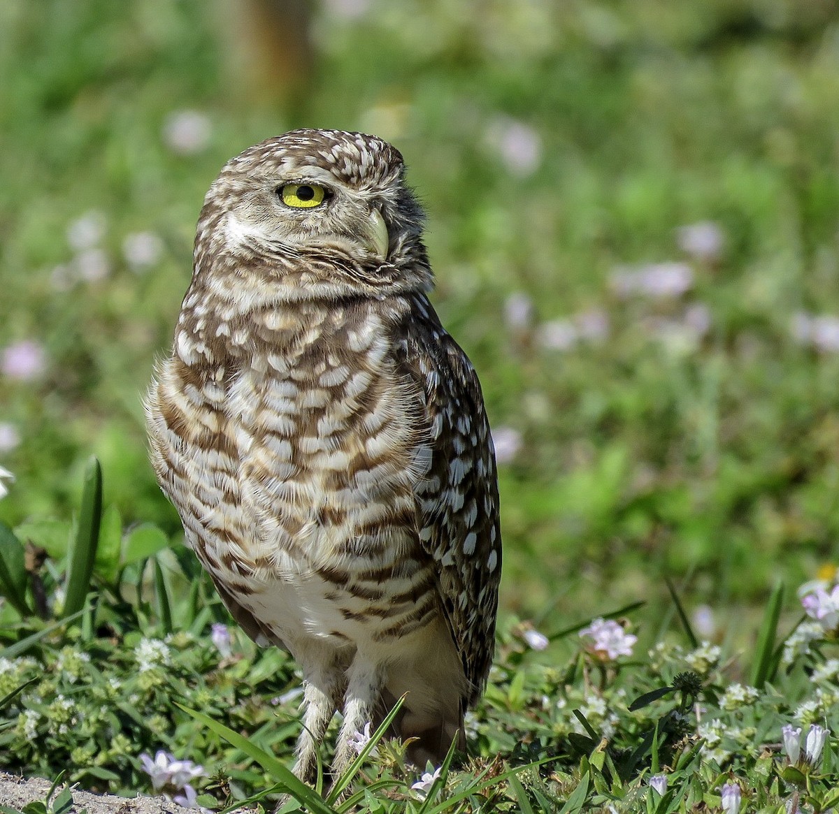 Burrowing Owl (Florida) - Sam Krah