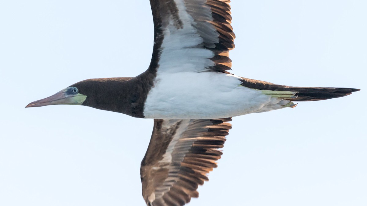 Brown Booby - Jeff Bray