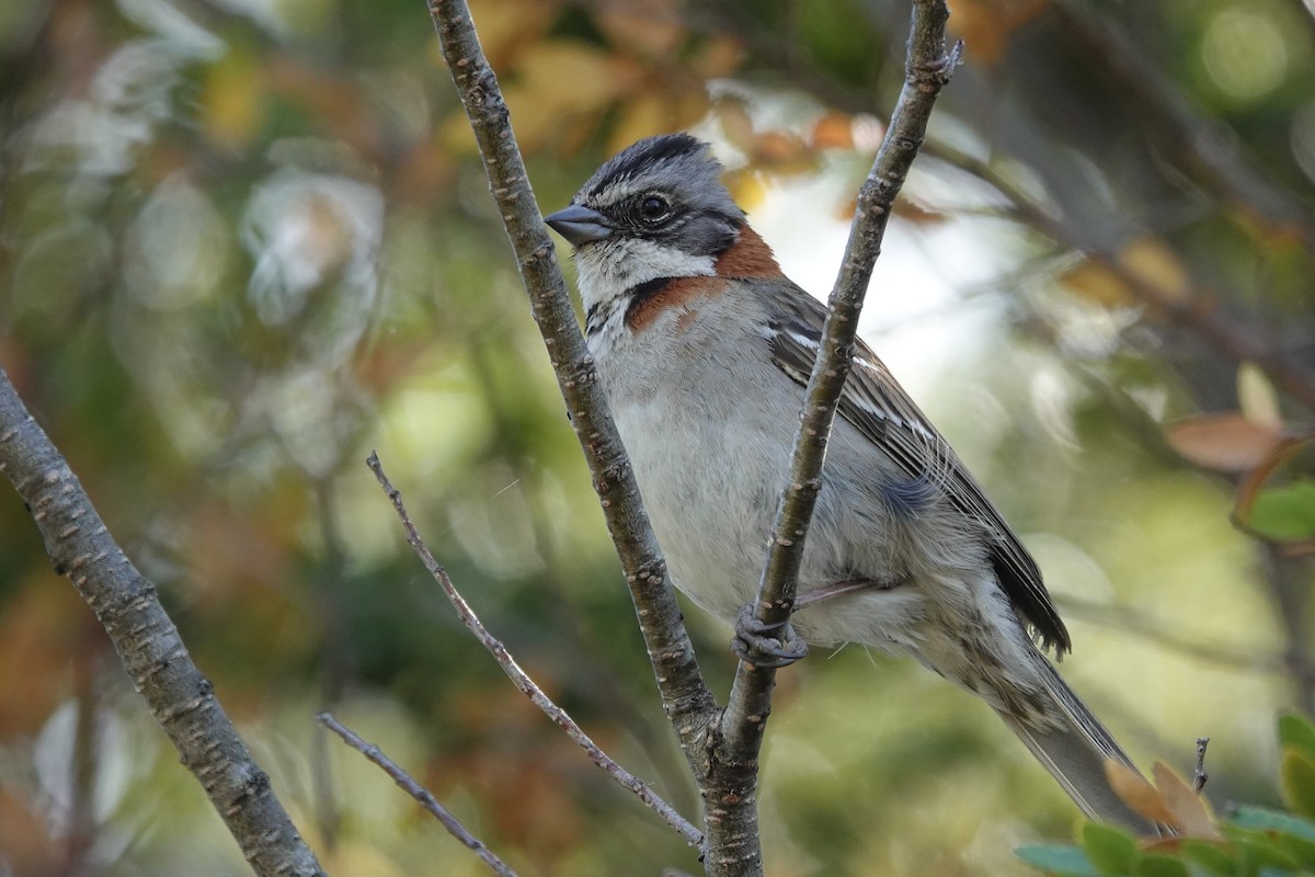 Rufous-collared Sparrow - john bishop