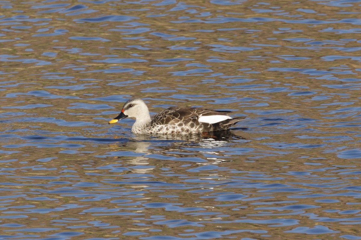 Indian Spot-billed Duck - ML82125631