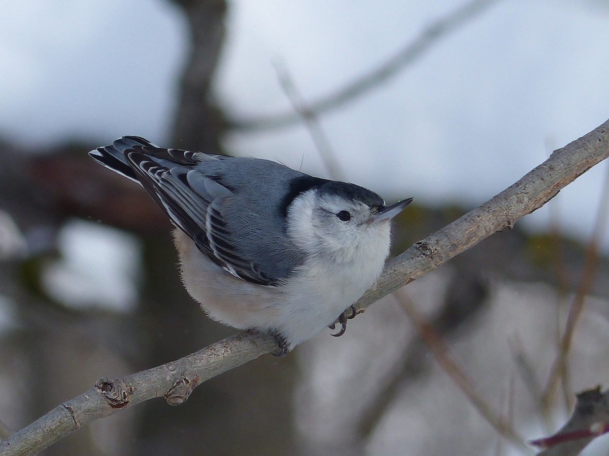 White-breasted Nuthatch - ML82128471